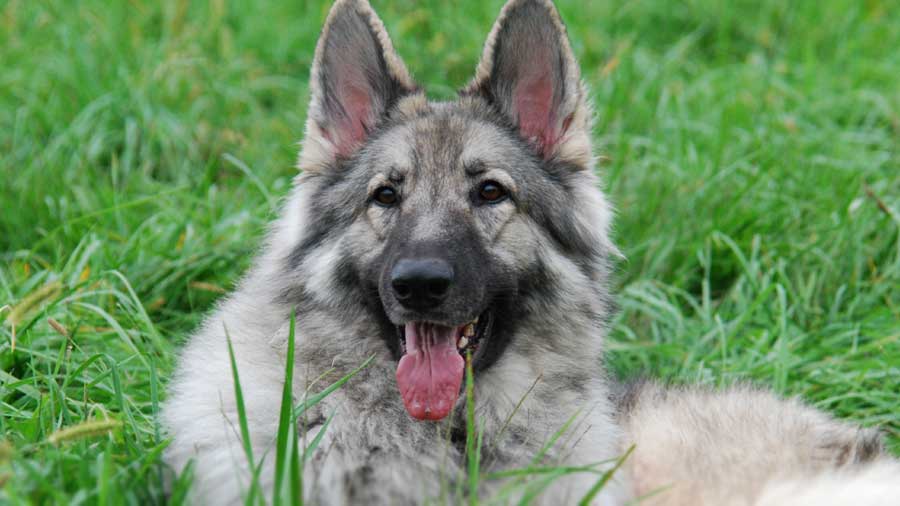 Shiloh Shepherd dog (Face, Muzzle)