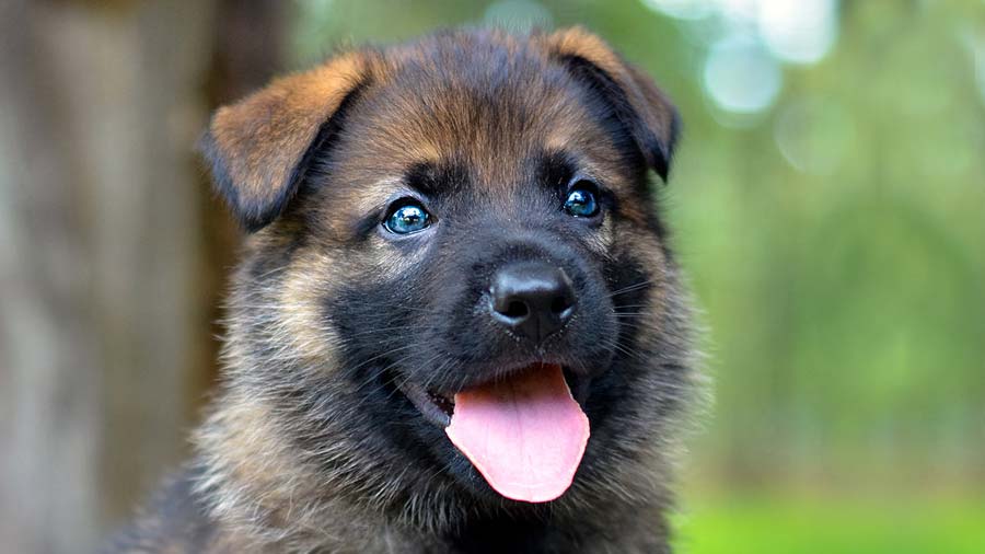Shiloh Shepherd dog Puppy (Face, Muzzle)
