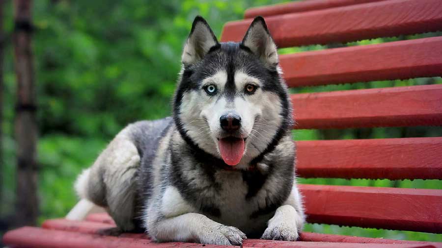 Siberian Husky (Lie, Face)