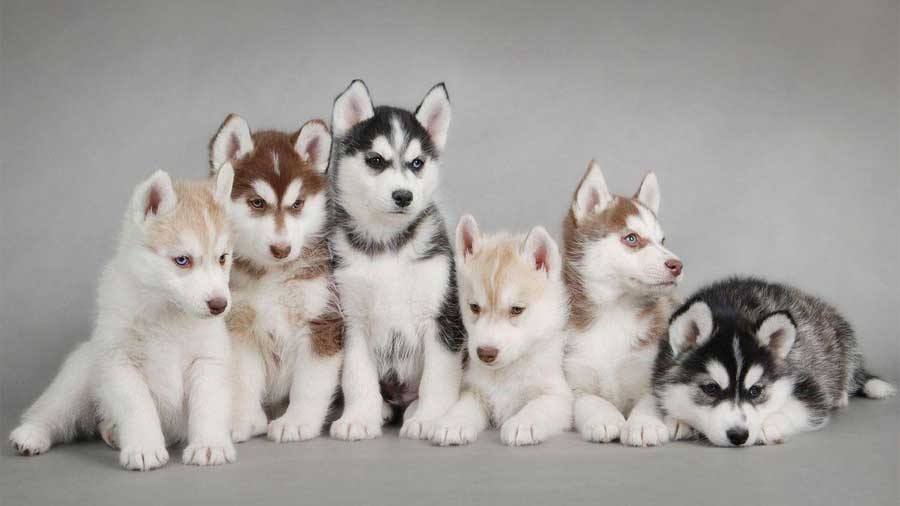 Siberian Husky Puppy (Sitting, Face)