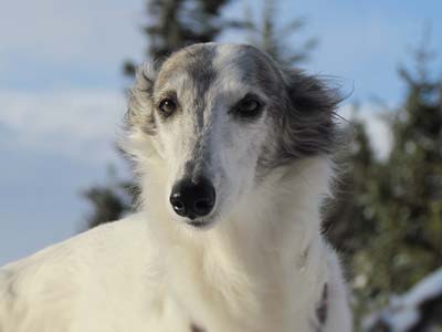 Silken Windhound