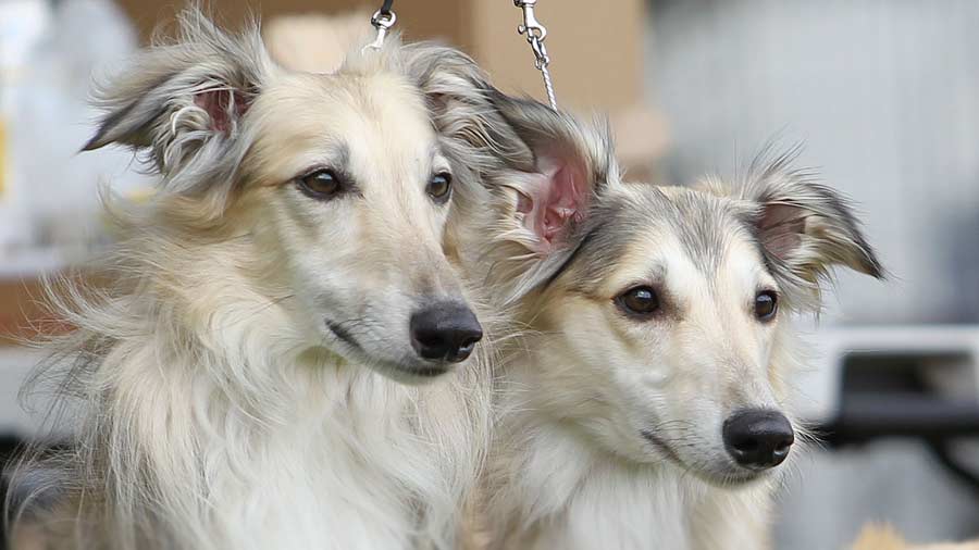 Silken Windhound (Head, Muzzle)