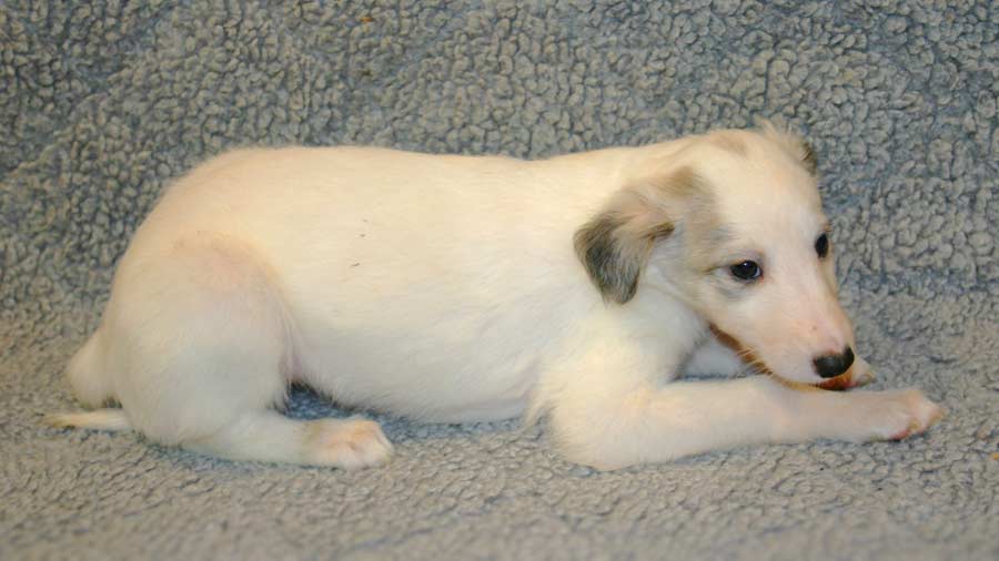 Silken Windhound Puppy (Lying, Side View)
