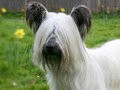 Skye Terrier