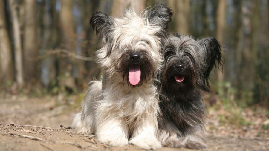 Skye Terrier (Sitting, Face)