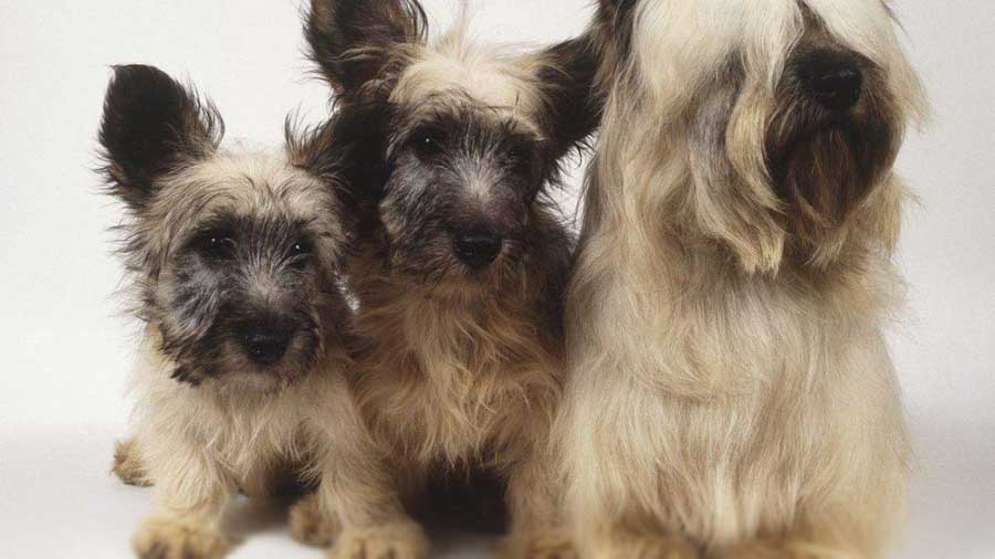 Skye Terrier Puppy (Sitting, Face)