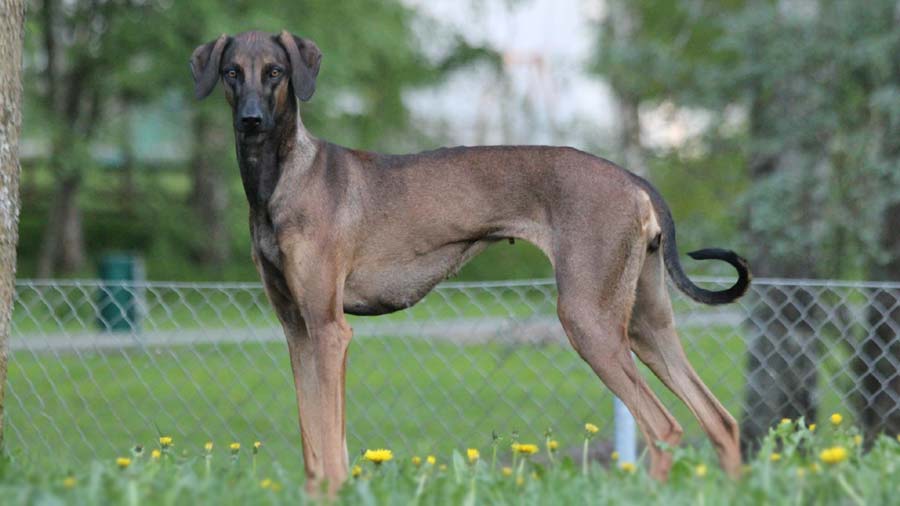 Sloughi (Brindle, Standing)