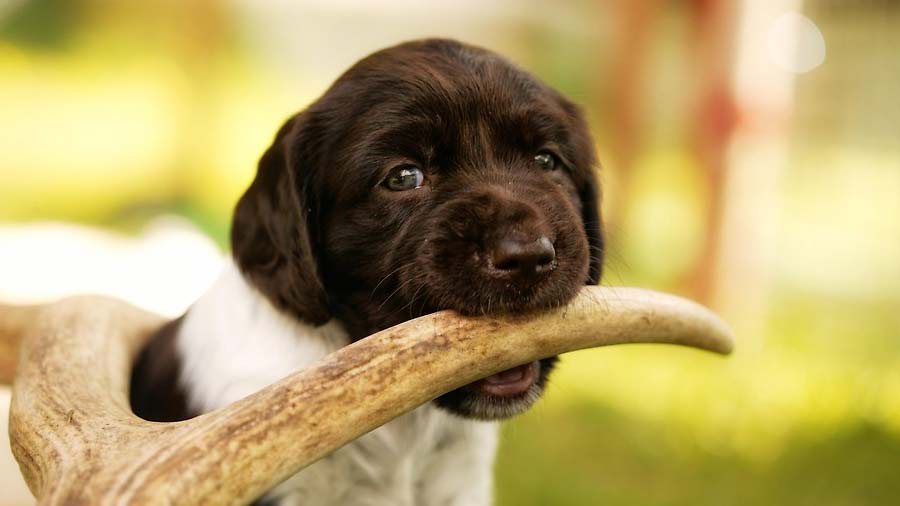 Small Munsterlander Puppy (Brown & White, Face)