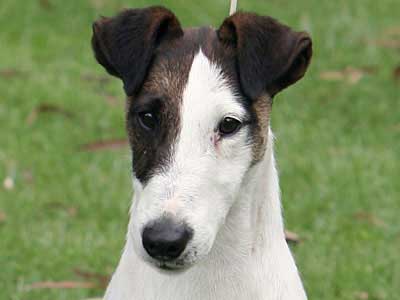 do mini fox terriers shed hair