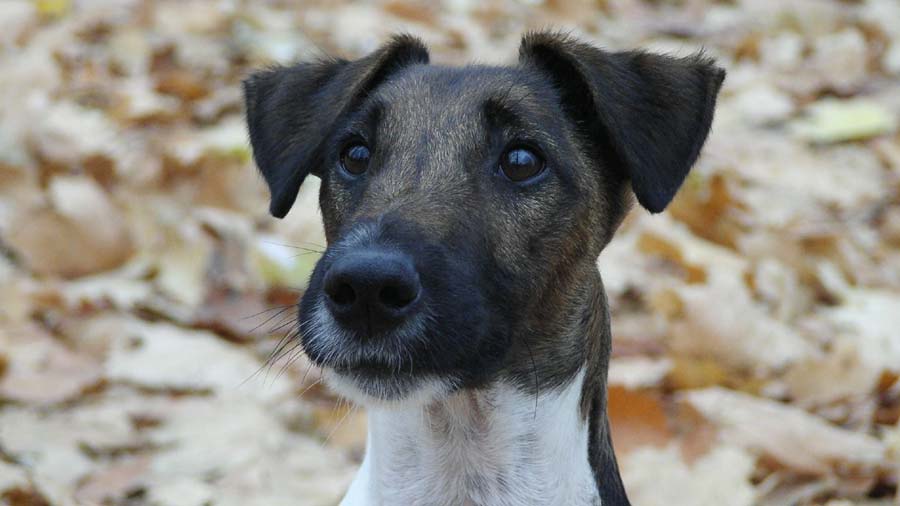 Smooth Fox Terrier (Muzzle, Face)