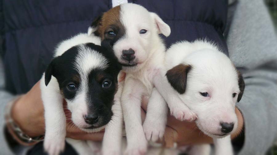 Smooth Fox Terrier Puppy (Puppies, Tricolor)