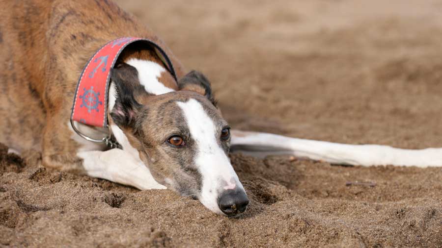 Spanish Greyhound (Lying, Muzzle)