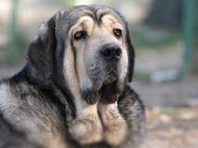 Spanish Mastiff