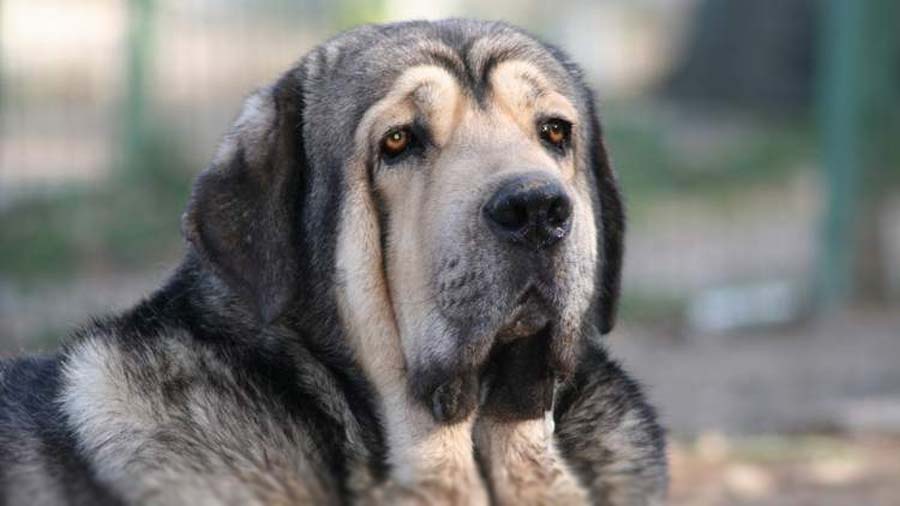 Spanish Mastiff (Face, Muzzle)