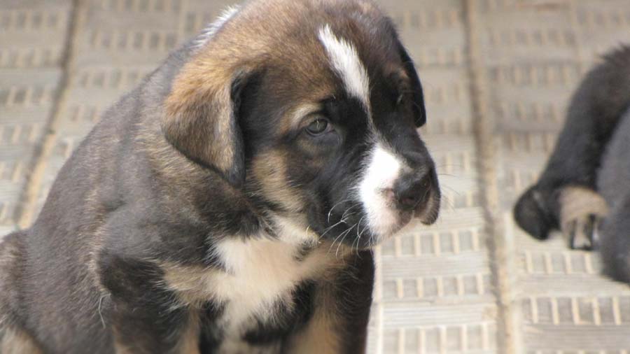 Spanish Mastiff Puppy (Face, Muzzle)