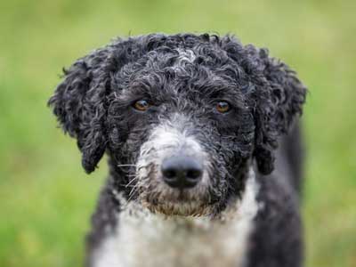 Spanish Water Dog