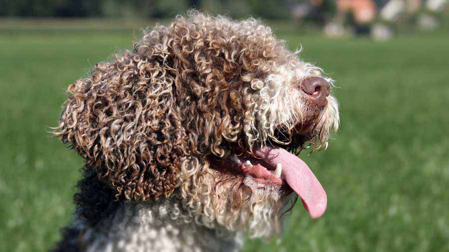 Spanish Water Dog (Brown & White, Muzzle)