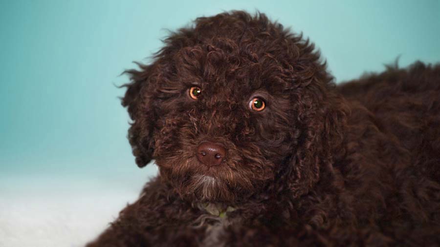 Spanish Water Dog Puppy (Brown, Muzzle)