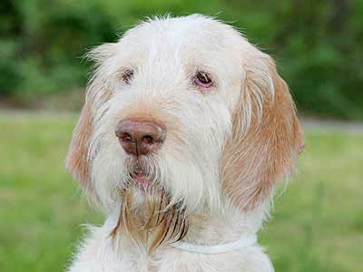 Spinone Italiano