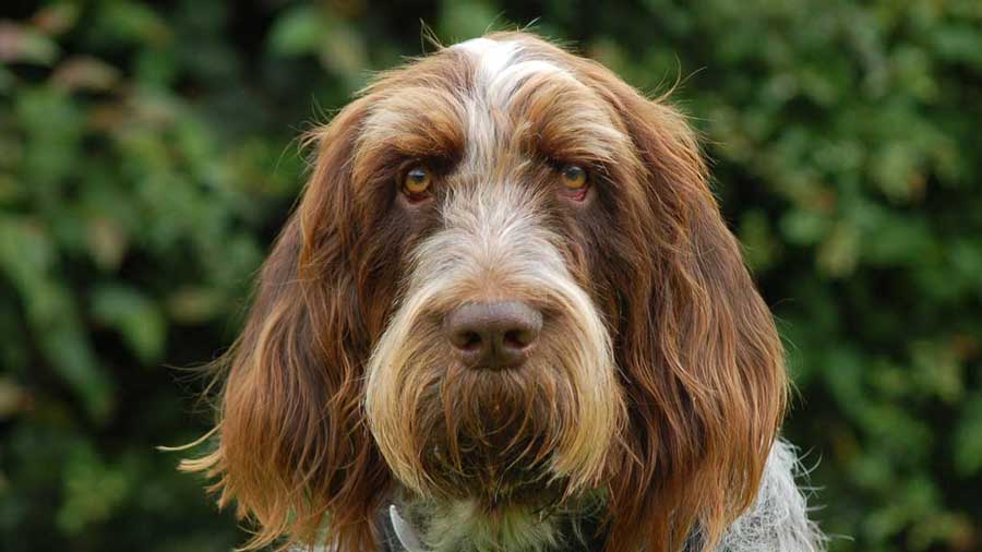 Spinone Italiano (Brown Roan, Face)