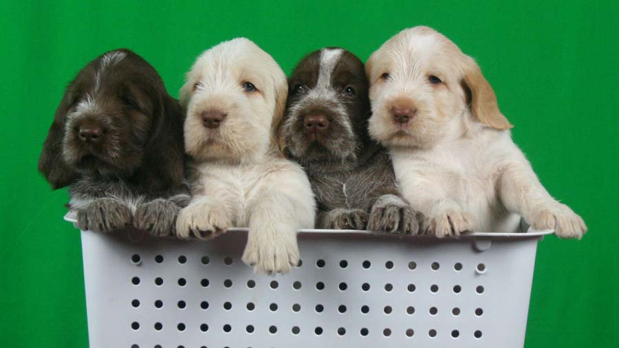 Spinone Italiano Puppy (Puppies, Face)