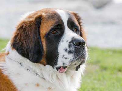  Dog breeds, Saint Bernard Dog