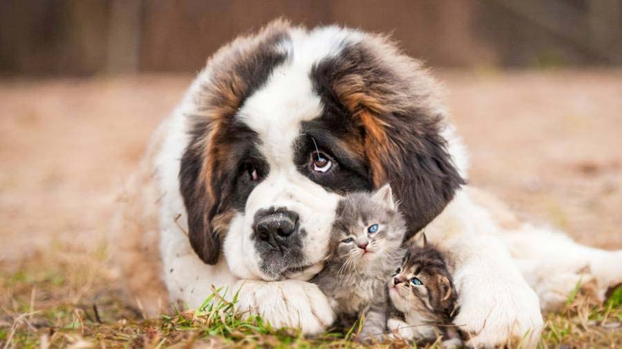 St. Bernard (Lying, Tricolor)