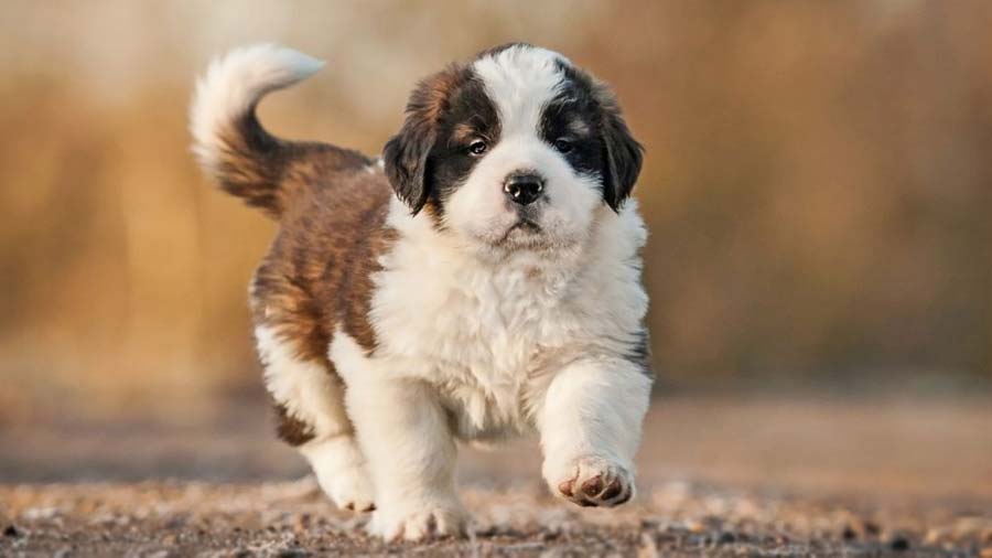 St. Bernard Puppy (Walk, Tricolor)