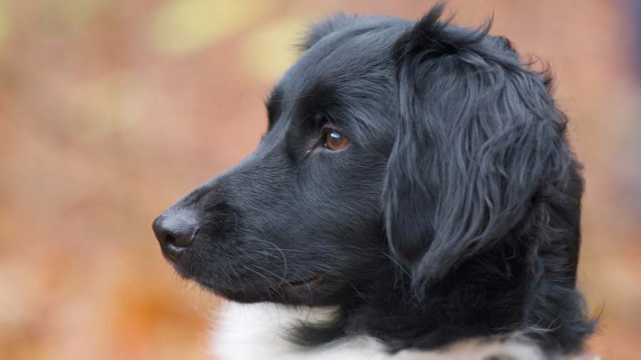 Stabyhoun (Head, Side View)