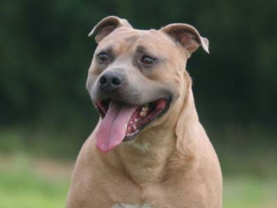 Staffordshire Bull Terrier