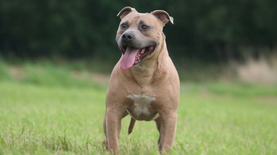 Staffordshire Bull Terrier (Fawn, Standing)