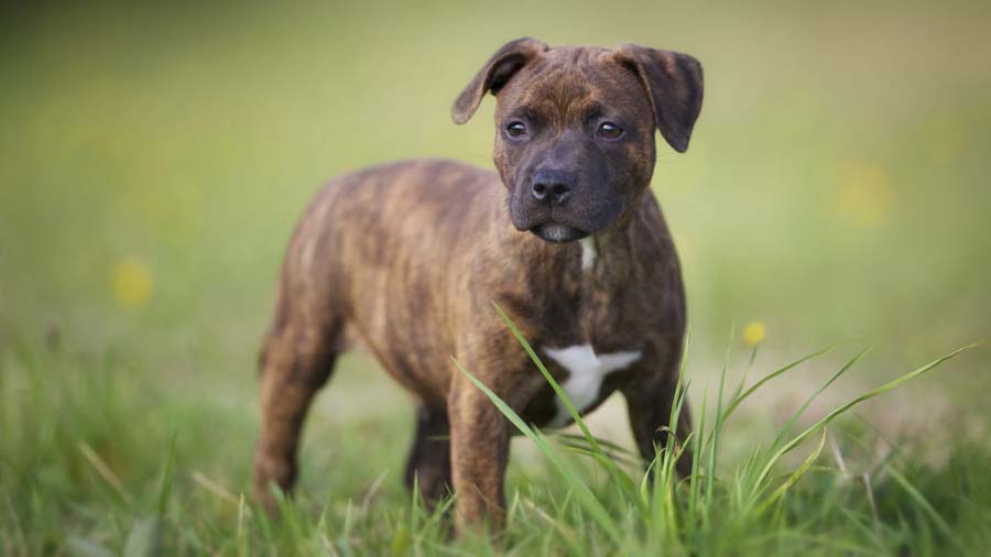 Staffordshire Bull Terrier Puppy (Brindle, Standing)