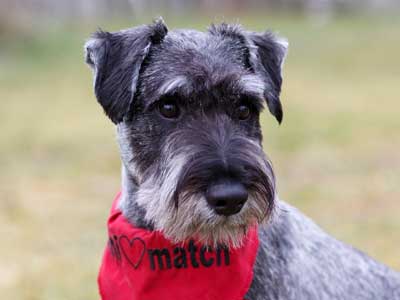 Standard Schnauzer