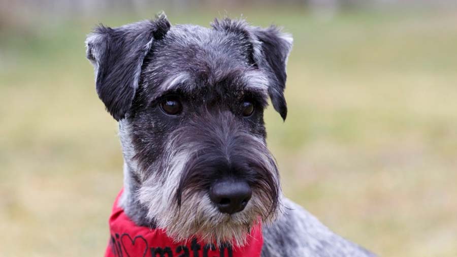 Standard Schnauzer (Face, Muzzle)