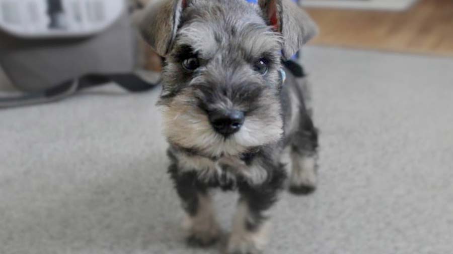 Standard Schnauzer Puppy (Face, Standing)