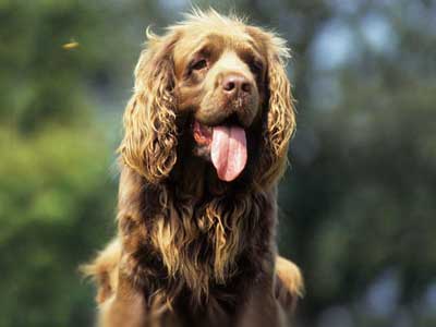 Sussex Spaniel