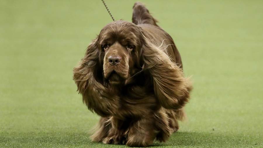 Sussex Spaniel (Standing, Face)