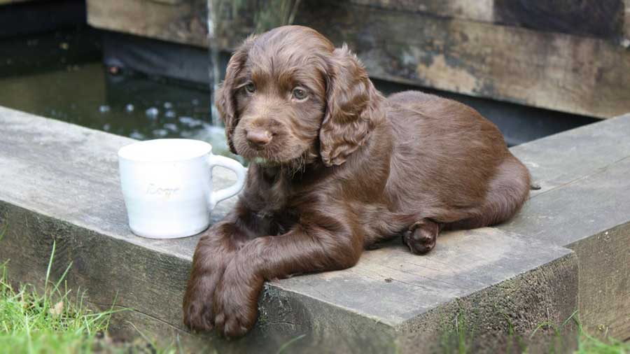 Sussex Spaniel Puppy (Brown, Lying)