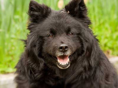 Swedish Lapphund