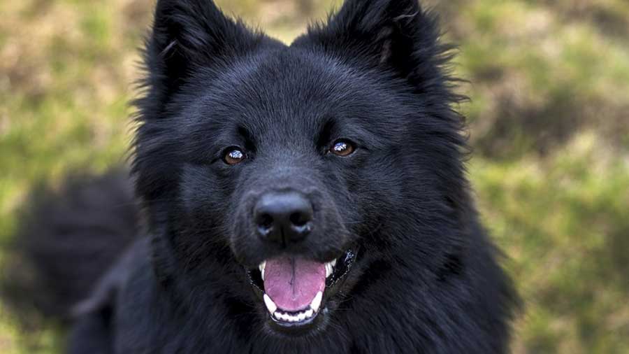 Swedish Lapphund (Black, Face)