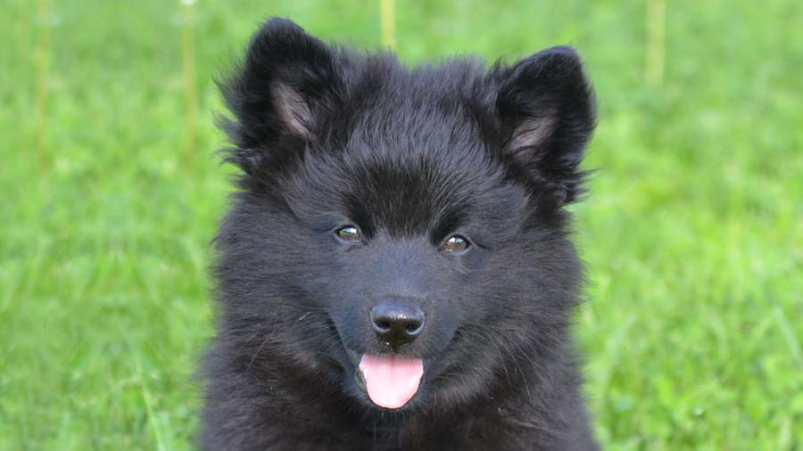 Swedish Lapphund (Black, Face)