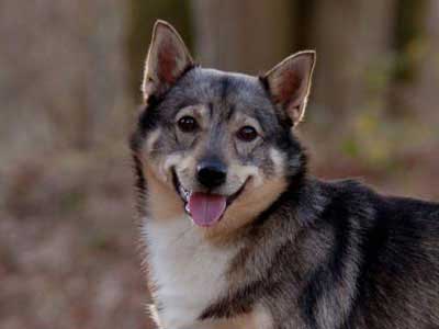 Swedish Vallhund