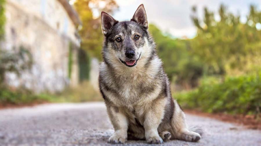 Swedish Vallhund (Sitting, Face)