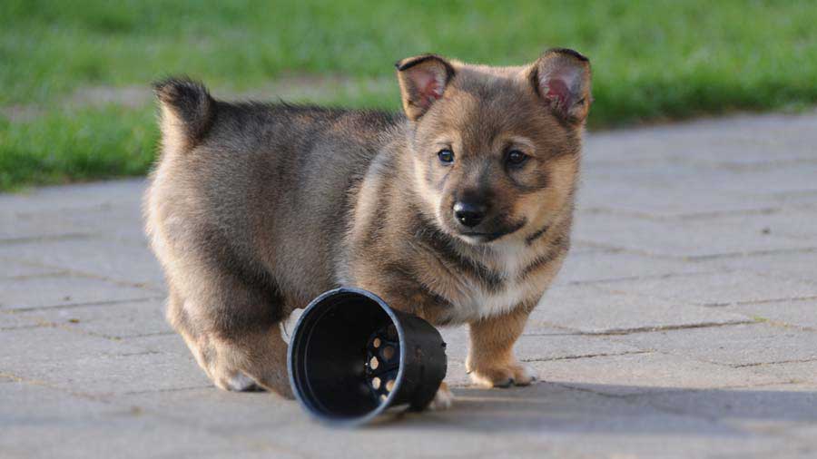 Swedish Vallhund Puppy (Side View, Standing)