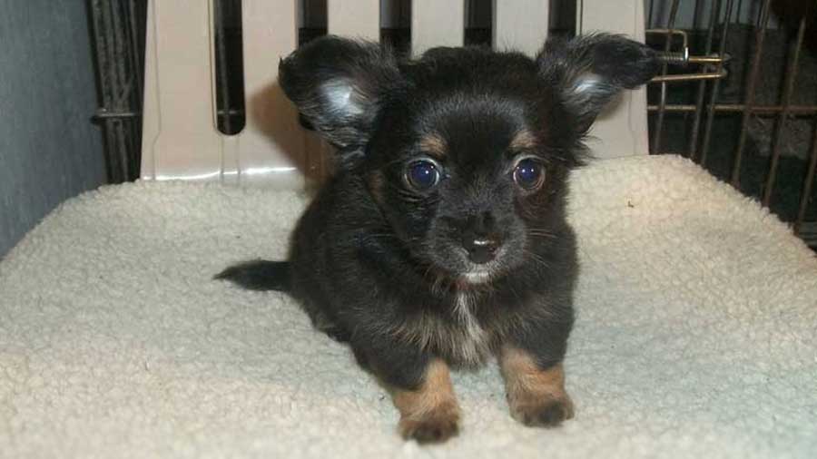 Taco Terrier Puppy (Sitting, Face)