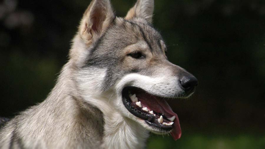 Tamaskan Dog (Head, Side View)