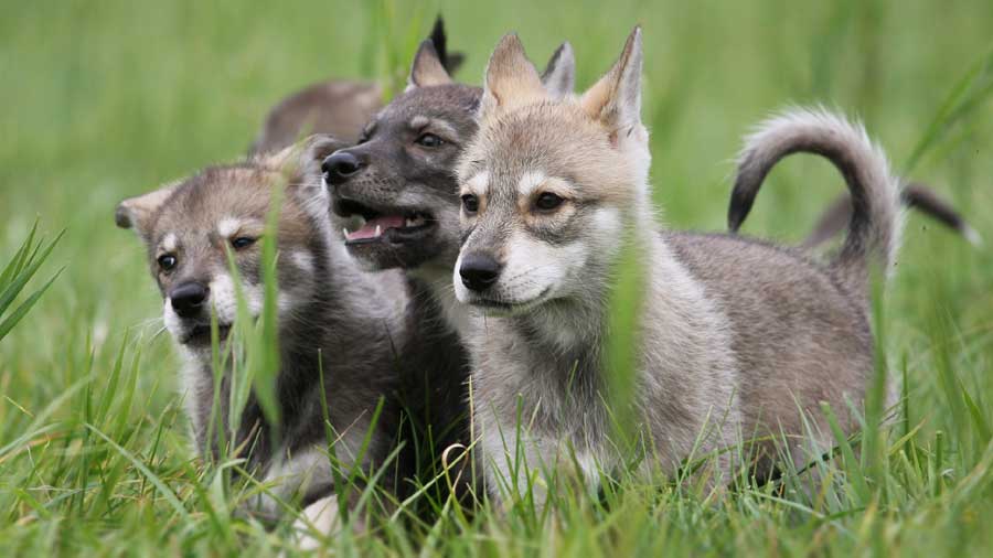 Tamaskan Dog Puppy (Puppies, Standing)