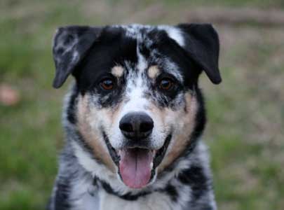 Texas Heeler