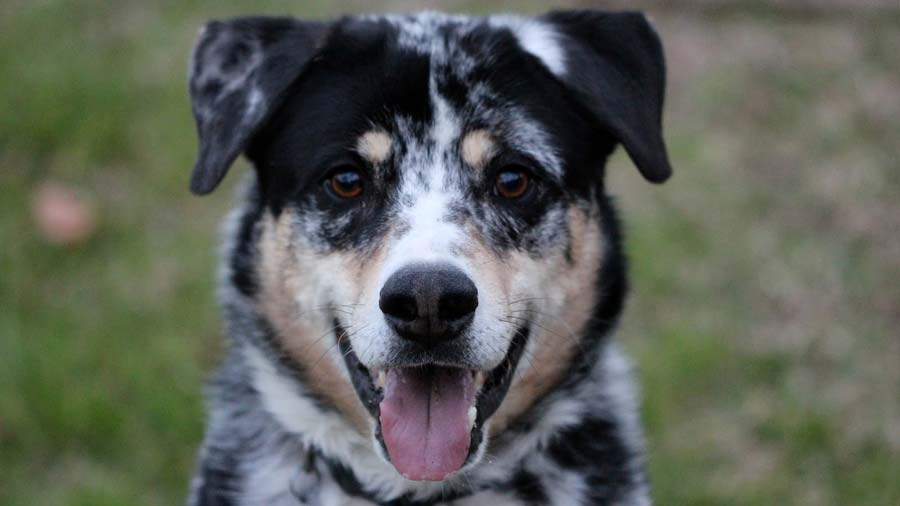 Texas Heeler (Face, Muzzle)