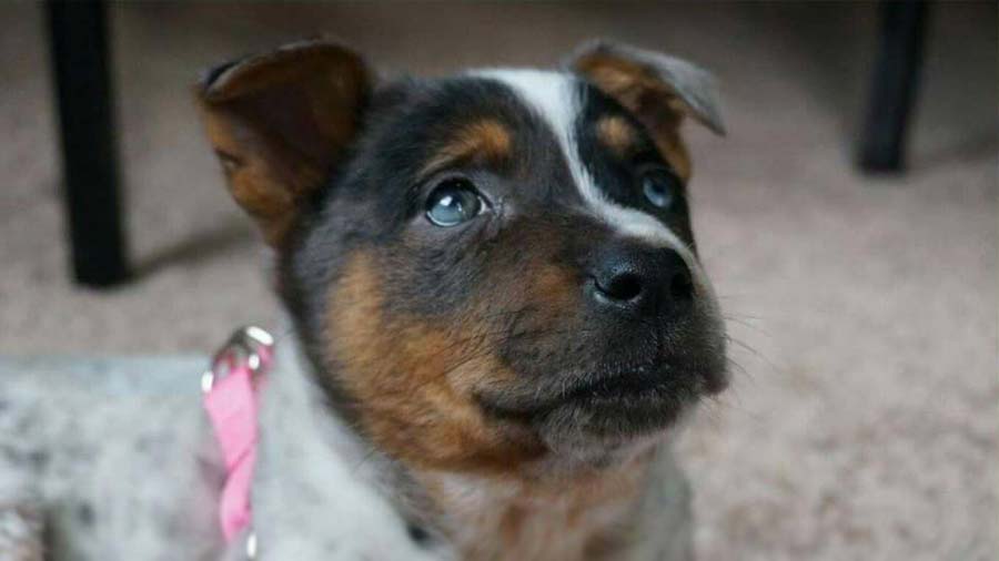 Texas Heeler Puppy (Face, Muzzle)